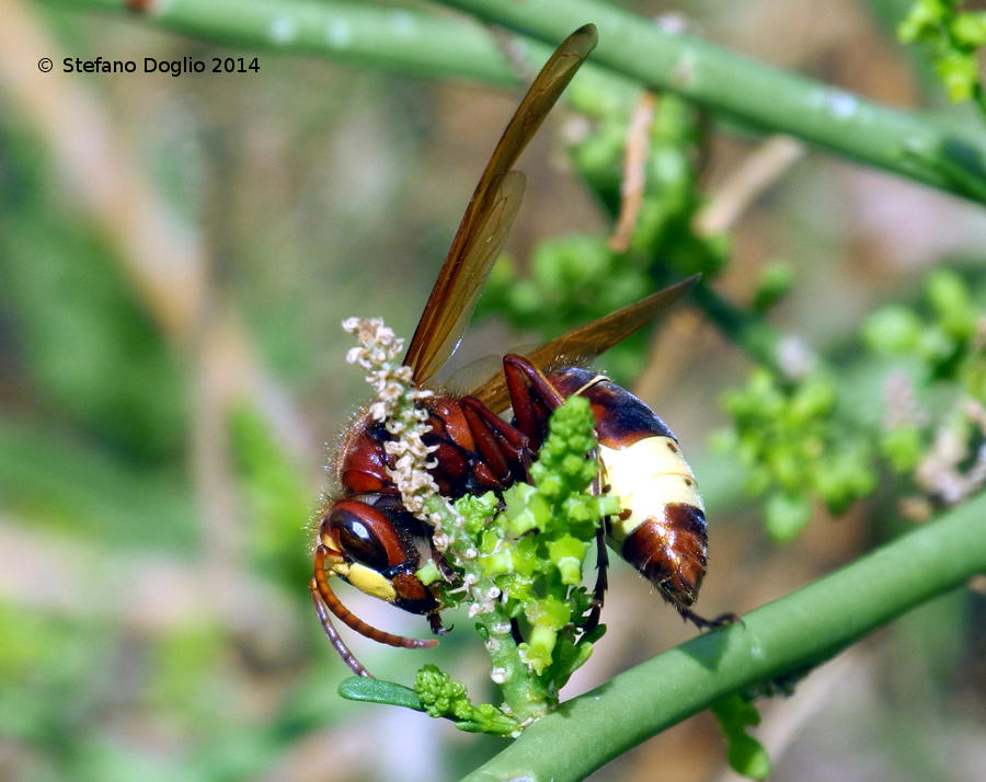 vespe israeliane: Vespa orientalis e Sphecidae sp.